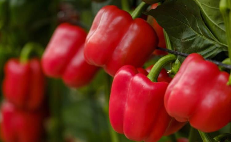 Comienza la campaña de exportación de pimiento a Estados Unidos. Fuente: Fepex.