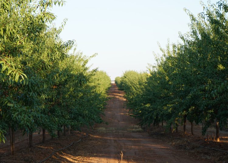 De Prado y Dcoop avanzan en producción agrícola sostenible. Fuente: Dcoop.