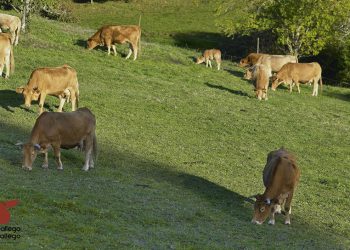 Fuente: IGPs Ternera Gallega y Vaca Gallega Buey Gallego.