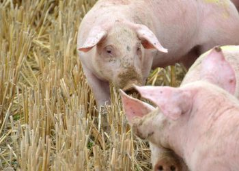 Unión de Uniones calcula que las pérdidas del sector porcino por la PPA han ascendido a 153 millones. Fuente: Unión de Uniones.