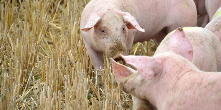 Unión de Uniones calcula que las pérdidas del sector porcino por la PPA han ascendido a 153 millones. Fuente: Unión de Uniones.