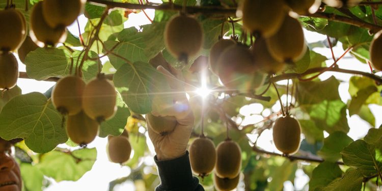 Zespri avanza en su ambición de convertirse en la fruta más saludable del mundo en 2035. Fuente: Zespri.