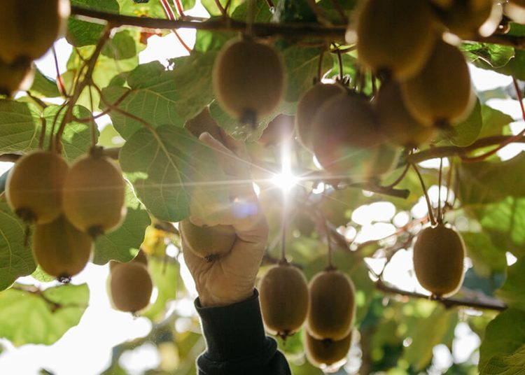 Zespri avanza en su ambición de convertirse en la fruta más saludable del mundo en 2035. Fuente: Zespri.