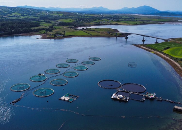 Mowi alcanza una facturación récord de 5.730 millones en 2025. Fuente: Mowi.