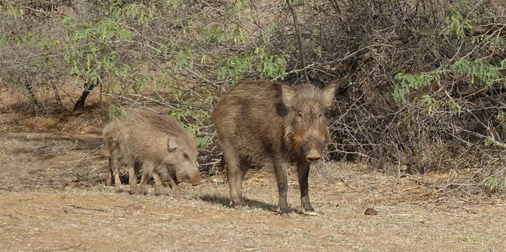 Unión de Uniones calcula que las pérdidas provocadas por la PPA ya superan los 600 millones. Fuente: Unión de Uniones.