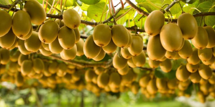 La fuerte demanda mundial ha permitido a Zespri vender una cosecha récord. Fuente: Zespri.