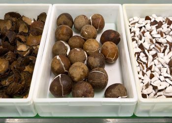 Vicente Peris desarrolla una nueva solución industrial para la apertura de coco en IV gama. Fuente: Vicente Peris.