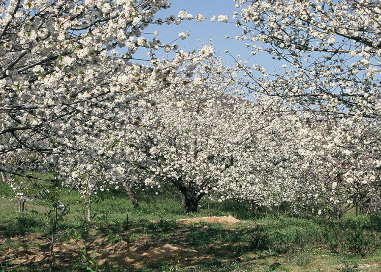 La DOP Cereza del Jerte encara la campaña de este año con buenas perspectivas. Fuente: DOP Cereza del Jerte.