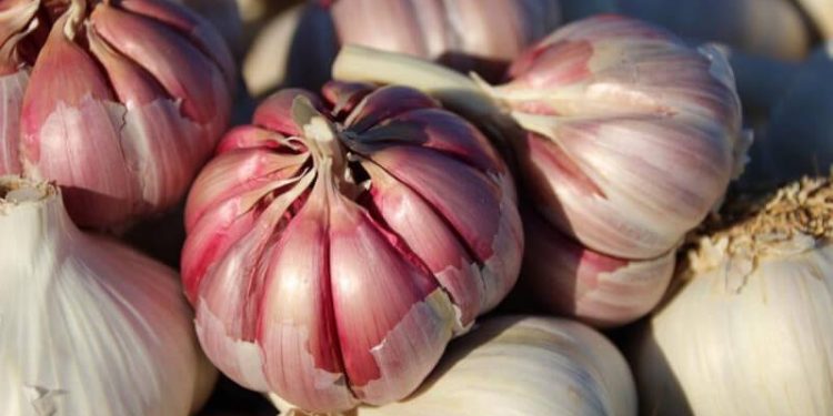 Los productores de ajo reclaman medidas para recuperar la rentabilidad del cultivo. Fuente: Fepex.