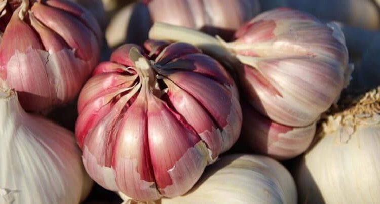 Los productores de ajo reclaman medidas para recuperar la rentabilidad del cultivo. Fuente: Fepex.