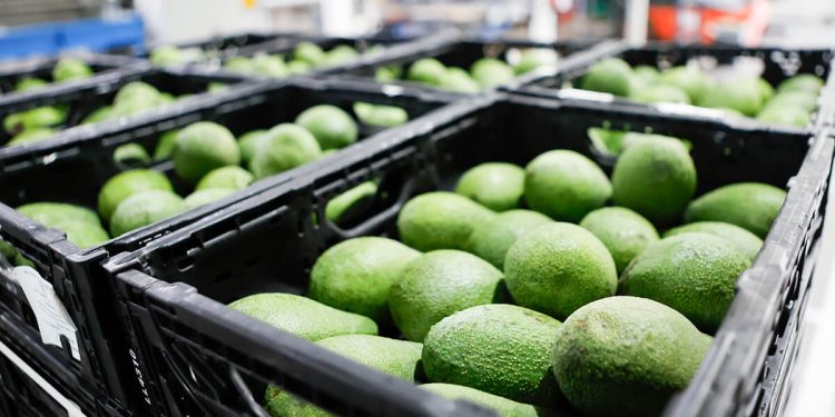 HiperDino destina más de siete millones a la compra de aguacates canarios. Fuente: HiperDino.