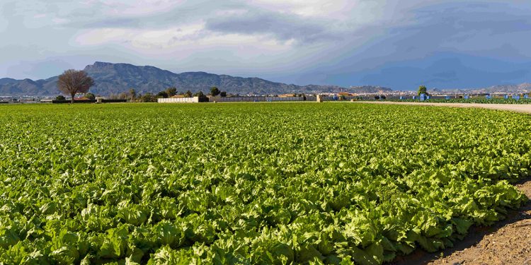 El sector agroalimentario generó un valor añadido bruto (VAB) de 130.808 millones en 2024. Fuente: Cajamar.