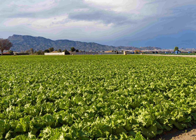 El sector agroalimentario generó un valor añadido bruto (VAB) de 130.808 millones en 2024. Fuente: Cajamar.