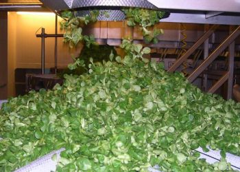 Afhorfresh advierte de que los costes de producción de las frutas y hortalizas preparadas han subido un 5%. Fuente: Afhorfresh.