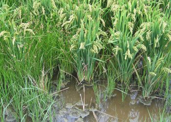 El sector arrocero europeo avisa de que la producción de arroz está en riesgo de desaparecer. Fuente: Cooperativas Agro-alimentarias.