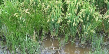 El sector arrocero europeo avisa de que la producción de arroz está en riesgo de desaparecer. Fuente: Cooperativas Agro-alimentarias.