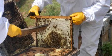 Advierten de la grave situación del sector apícola y reclaman medidas urgentes de apoyo. Fuente: Cooperativas Agro-alimentarias.