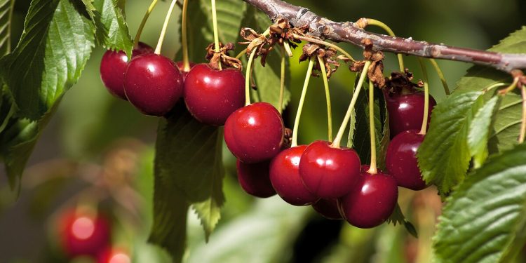 La DOP Cereza del Jerte prevé alcanzar una producción de 10 millones de kilogramos. Fuente: DOP Cereza del Jerte.