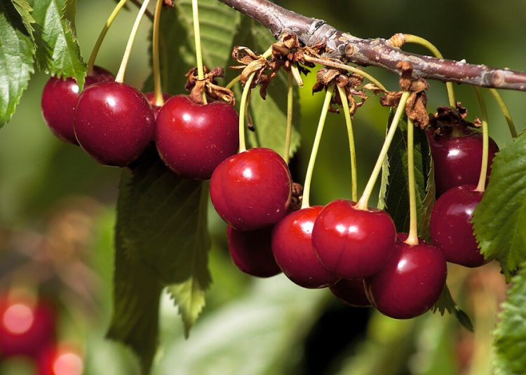 La DOP Cereza del Jerte prevé alcanzar una producción de 10 millones de kilogramos. Fuente: DOP Cereza del Jerte.