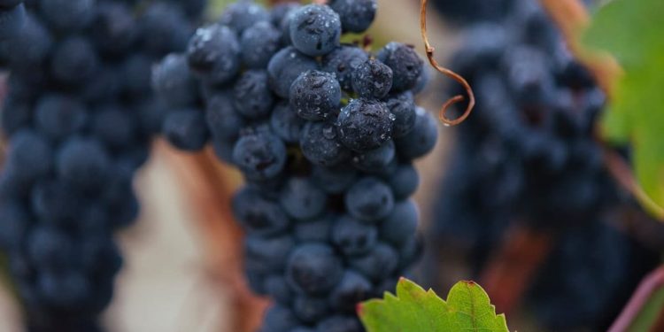 La añada 2025 de Rioja obtiene la calificación de “Excelente”. Fuente: DOCa Rioja.