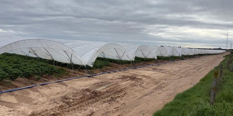 Patatas Meléndez logra adelantar y extender la campaña de patata nueva nacional. Fuente: Patatas Meléndez.
