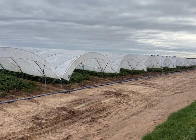 Patatas Meléndez logra adelantar y extender la campaña de patata nueva nacional. Fuente: Patatas Meléndez.