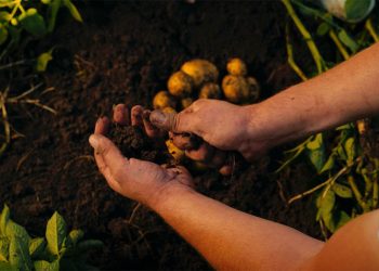 PepsiCo se alía con Fertiberia para descarbonizar el cultivo de patata y maíz en Europa. Fuente: PepsiCo.