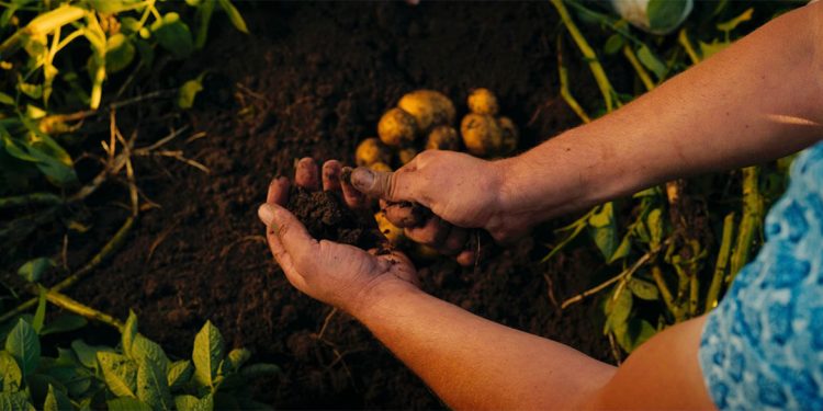 PepsiCo se alía con Fertiberia para descarbonizar el cultivo de patata y maíz en Europa. Fuente: PepsiCo.