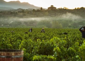 Rioja aprueba las normas de vendimia para la campaña de 2026. Fuente DOCa Rioja.