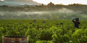 Rioja aprueba las normas de vendimia para la campaña de 2026. Fuente DOCa Rioja.
