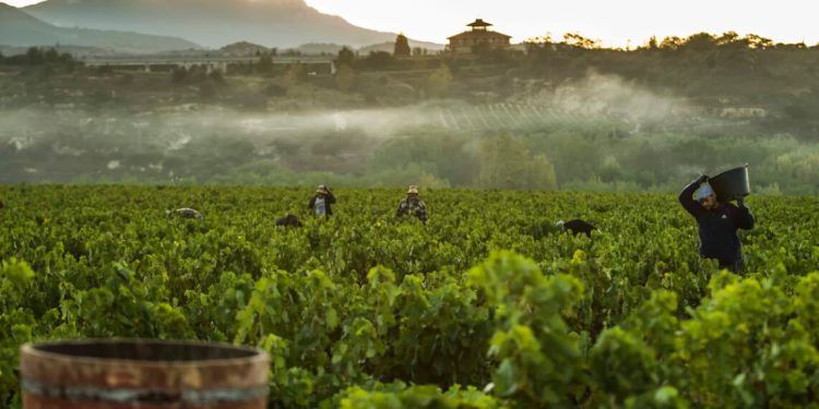 Rioja aprueba las normas de vendimia para la campaña de 2026. Fuente DOCa Rioja.