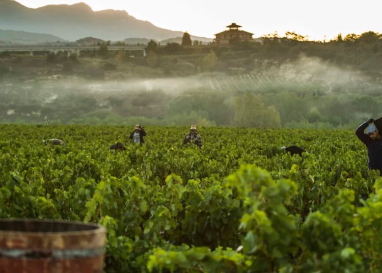 Rioja aprueba las normas de vendimia para la campaña de 2026. Fuente DOCa Rioja.