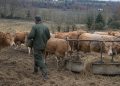Ganadero vacuno de carne. Fuente: Unión de Uniones.