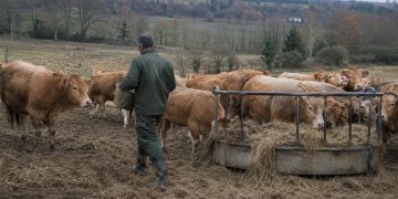 Ganadero vacuno de carne. Fuente: Unión de Uniones.
