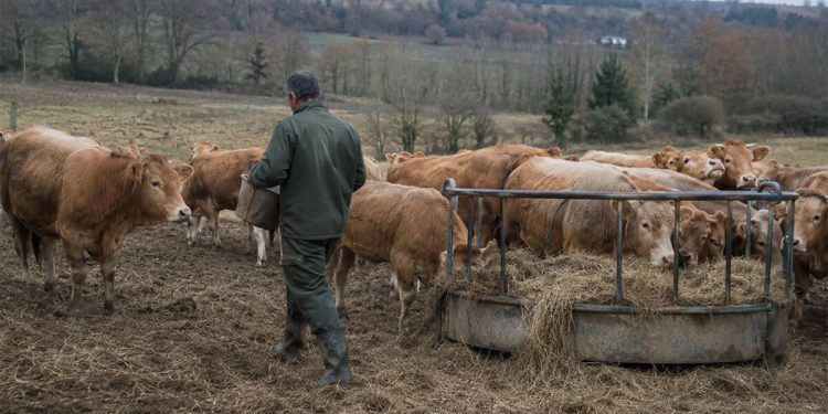 Ganadero vacuno de carne. Fuente: Unión de Uniones.