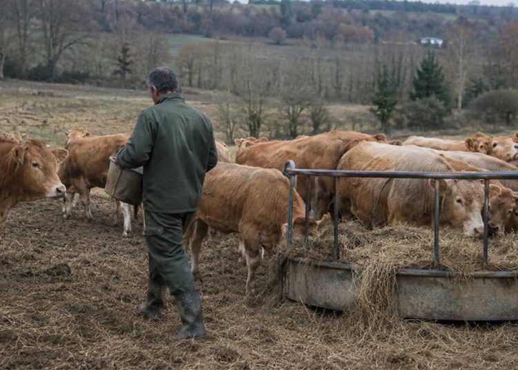Ganadero vacuno de carne. Fuente: Unión de Uniones.