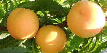 La producción de melocotón y nectarina aumentará un 6% este año. Fuente. Fepex.