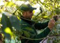 Montosa logra un fuerte crecimiento en su temporada de aguacate nacional. Fuente: Montosa.