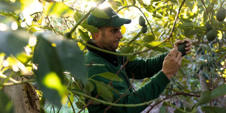 Montosa logra un fuerte crecimiento en su temporada de aguacate nacional. Fuente: Montosa.