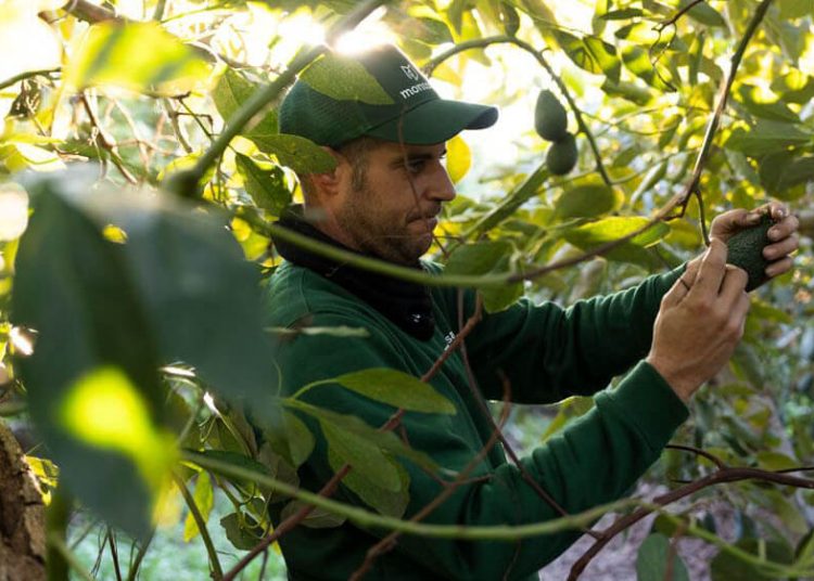 Montosa logra un fuerte crecimiento en su temporada de aguacate nacional. Fuente: Montosa.