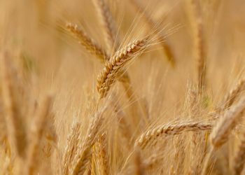 Unión de Uniones prevé una campaña de cereales con altos costes de producción y precios a la baja. Fuente: Unión de Uniones.