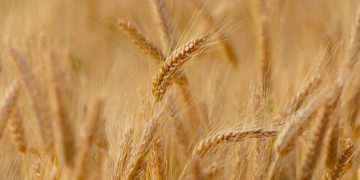 Unión de Uniones prevé una campaña de cereales con altos costes de producción y precios a la baja. Fuente: Unión de Uniones.