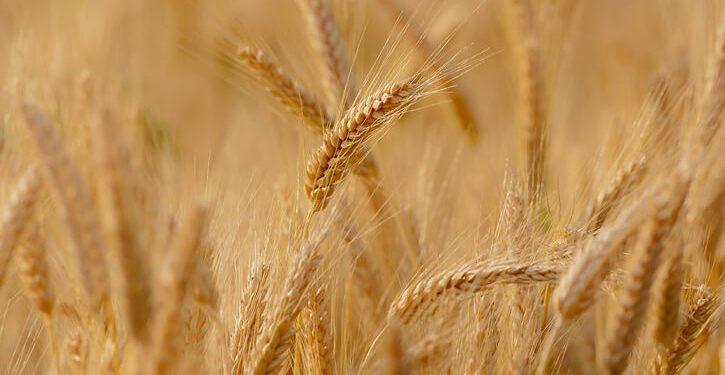 Unión de Uniones prevé una campaña de cereales con altos costes de producción y precios a la baja. Fuente: Unión de Uniones.