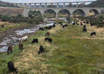 La raza avileña-negra ibérica mantiene viva la trashumancia. Fuente: IGP Carne de Ávila.