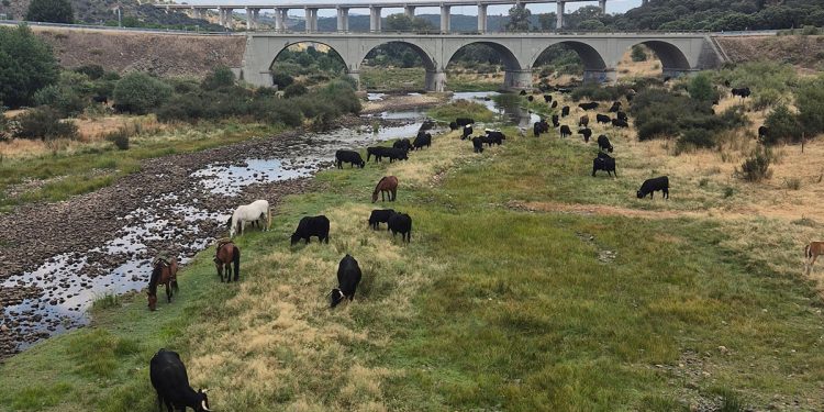 La raza avileña-negra ibérica mantiene viva la trashumancia. Fuente: IGP Carne de Ávila.