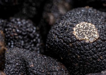 Trufa Negra de Teruel. Fuente: Ministerio de Agricultura, Pesca y Alimentación.