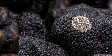 Trufa Negra de Teruel. Fuente: Ministerio de Agricultura, Pesca y Alimentación.