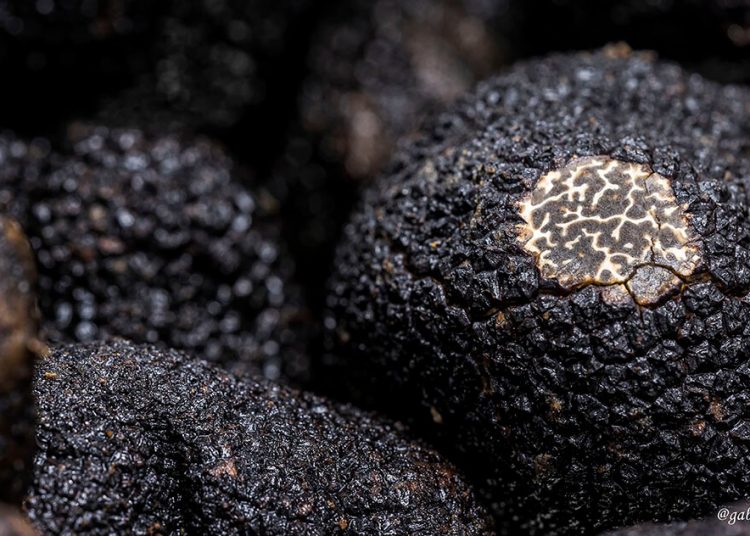 Trufa Negra de Teruel. Fuente: Ministerio de Agricultura, Pesca y Alimentación.