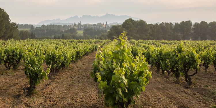 La DO Cava aprueba las normas de campaña para la cosecha 2026. Fuente: DO Cava.