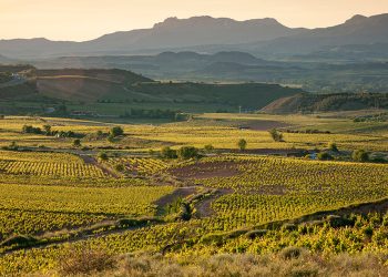 Bodegas Riojanas registró unas pérdidas de 8,6 millones el pasado año. Fuente: Bodegas Riojanas.